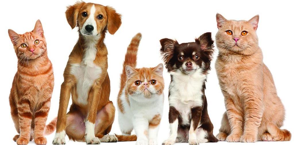 Доска объявлений о животных | ЗооТом - продажа, вязка и услуги для животных в Кумертау