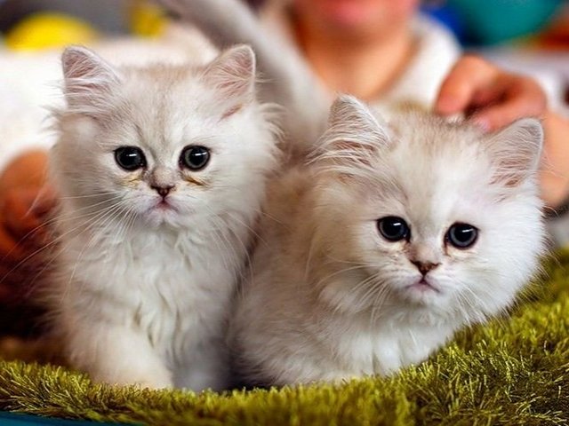 Породы кошек в Кумертау | ЗооТом портал о животных