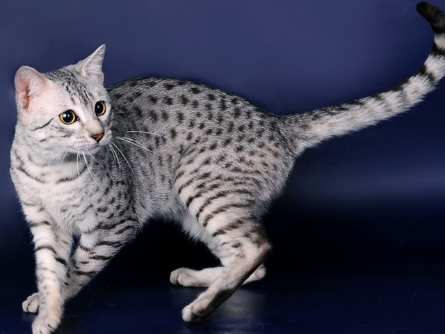 Породы кошек в Кумертау | ЗооТом портал о животных