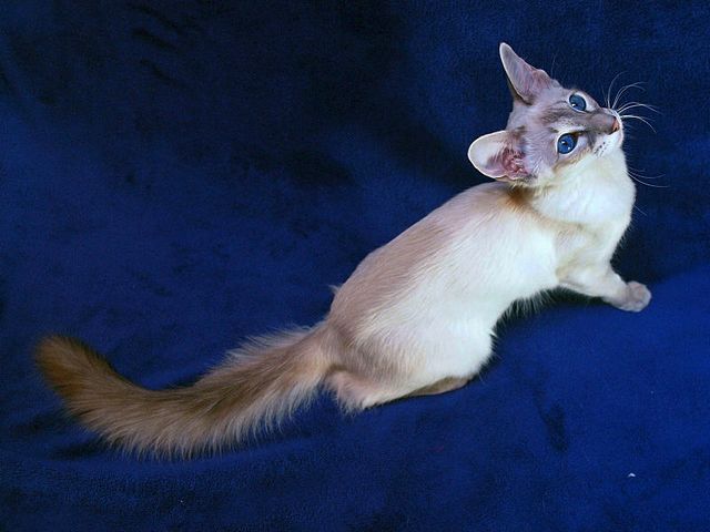Выведенные породы кошек в Кумертау | ЗооТом портал о животных