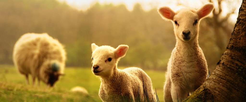 Объявления о сельскохозяйственных животных | ЗооТом - продажа, вязка и услуги для животных в Кумертау