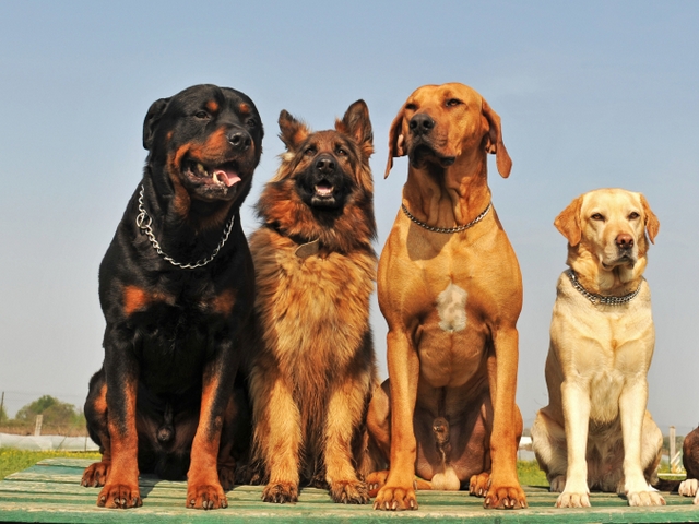 Крупные породы собак в Кумертау | ЗооТом портал о животных